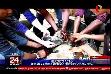 India: rescatan a perrita atrapada dentro de un barril con brea