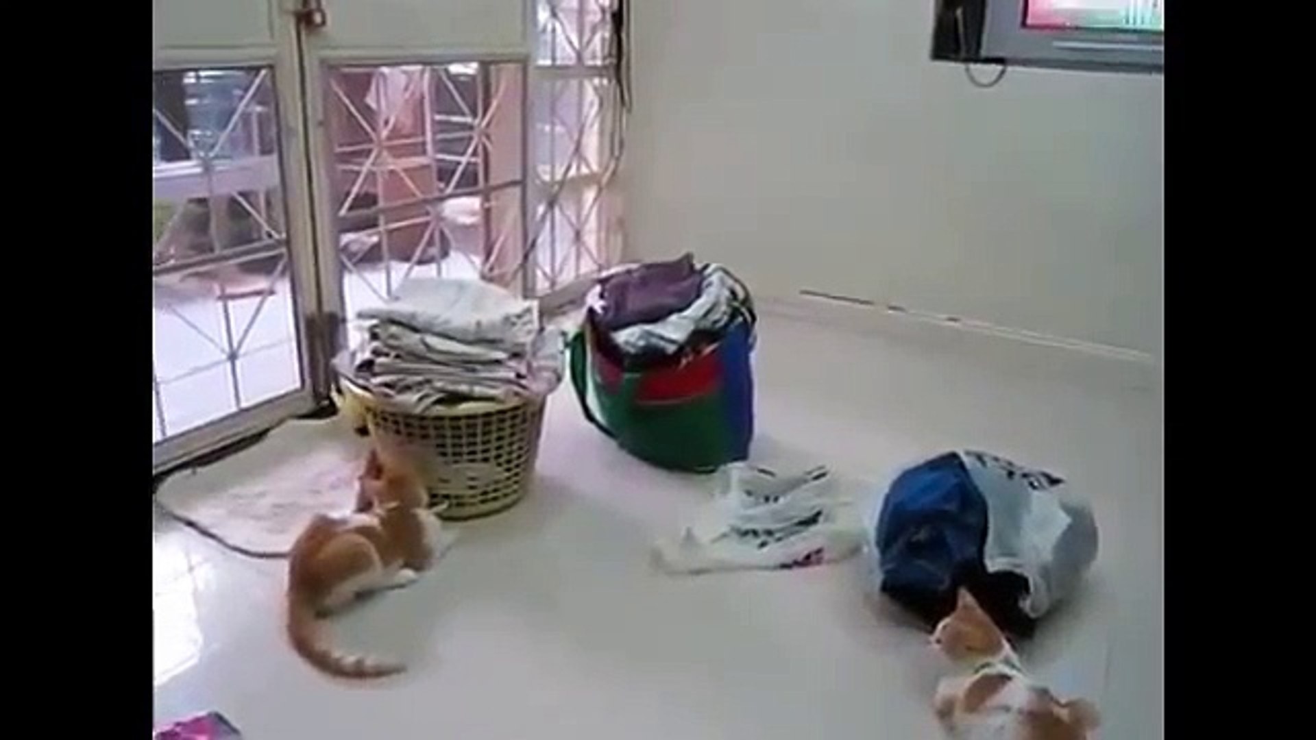 ⁣ТОП видео ДНЯ ПОПУГАЙ ГОНЯЕТ КОТИКОВ смешные животные