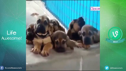 TRY NOT TO LAUGH or GRIN - Funny Kids Fails | Best Funny Dogs, Funny Cat Compilation 2016