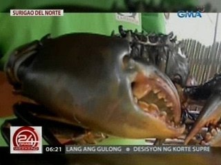 24 Oras: Mga dambuhalang alimango, ibinida sa mga nagbabakasyon