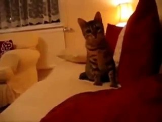 Кот Убийца Людей  ))