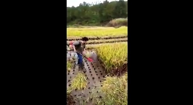 Как в Китае рис собирают