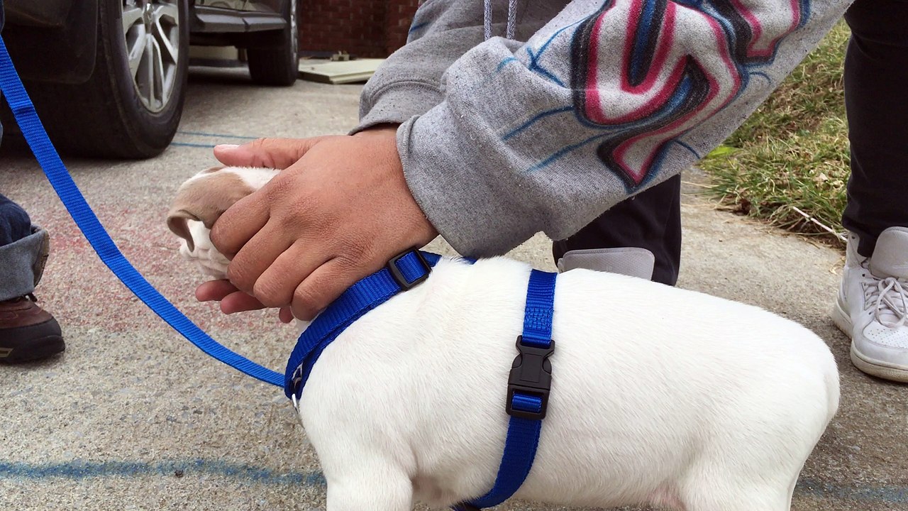 puppy