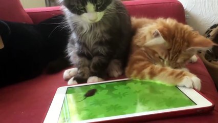 Cute cats try to catch a mouse in an IPad