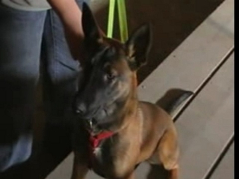 Elwood-Fußbeißen 6 Monate