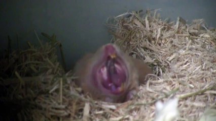 飯田祐巳が選ぶ！ハムスターの大あくび3連発