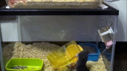 飯田祐巳が選ぶ！【ハムスター】THE-脱走！【Hamster】