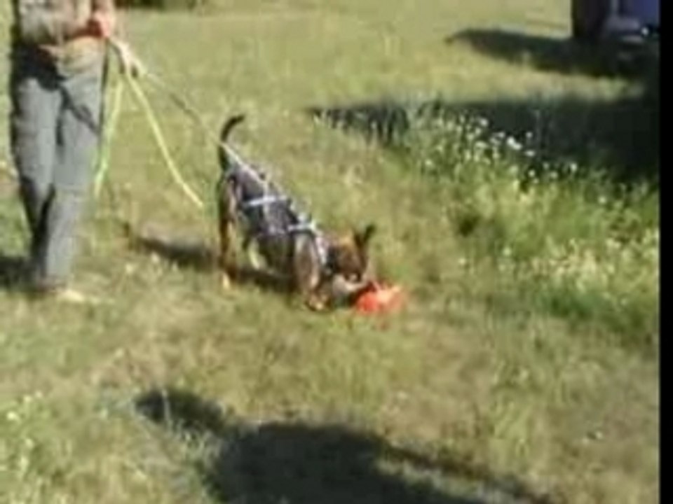 Elwood-Fußarbeit 12 Monate - Im BUNKER!!!