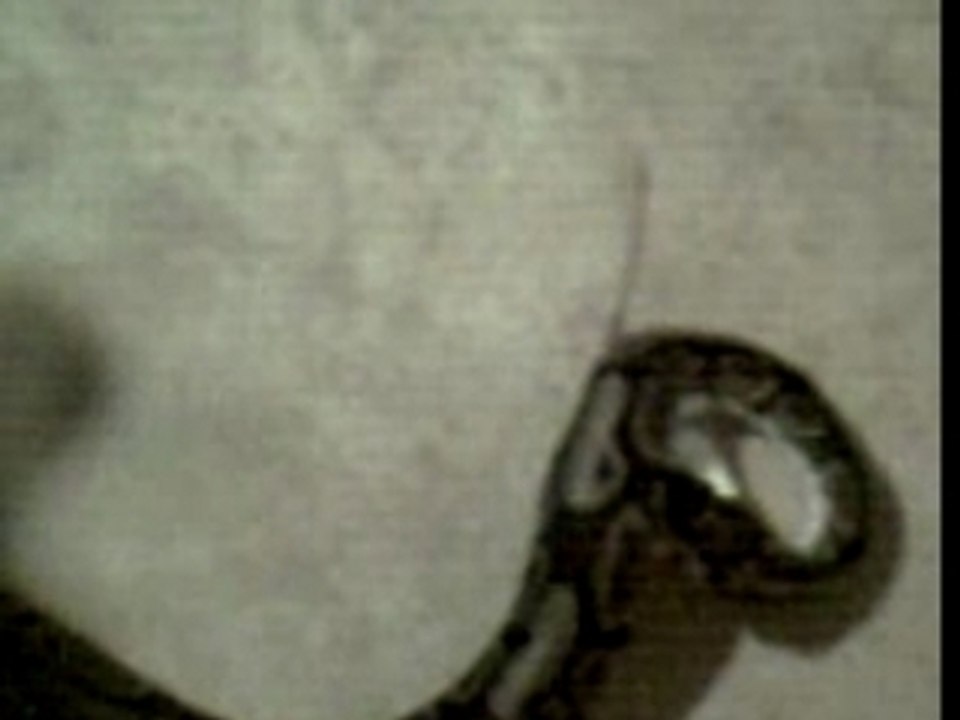 Repas du serpent