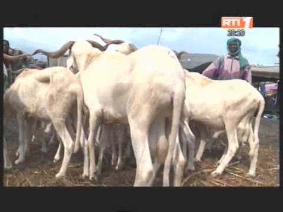 L'approvisionnement en mouton pour la fête de Tabaski se fait très lentement