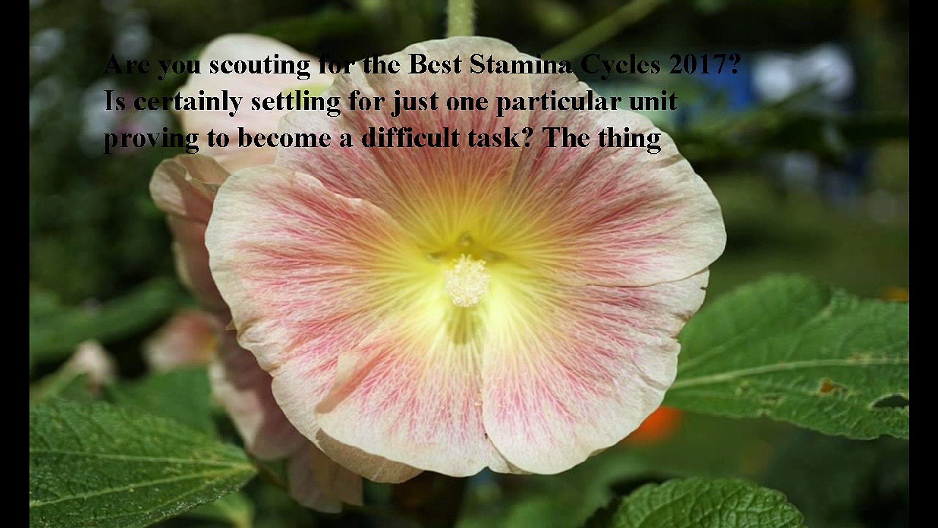 ⁣Best Stamina Cycles reviews