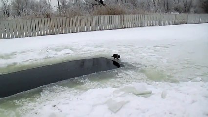 Ce chat expert en pêche sur glace remarque que quelque chose bouge dans l'eau, mais soudain...