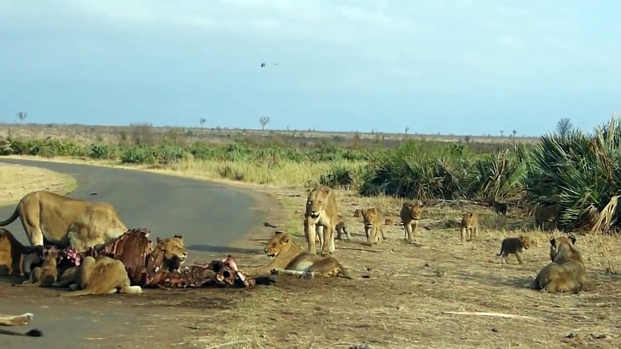 Cheeky Lion Cub Stands His Ground Against Other Lions ! Kruger National Park.