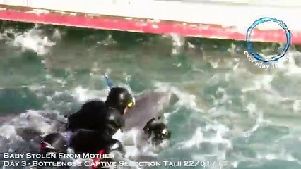 Des dauphins arrachés à leurs mères et tués par tradition
