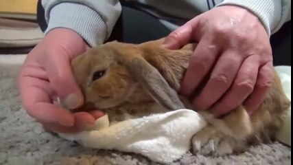 Ce lapin grogne quand on arrête les caresses !