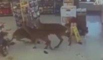 Markete giren geyikler ortalığı birbirine kattı