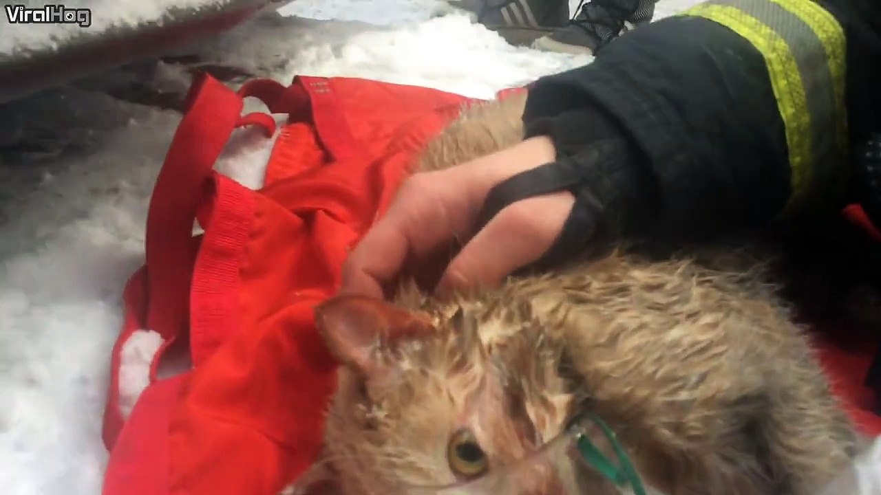 Un pompier tente de sauver un chat dans un sale état!