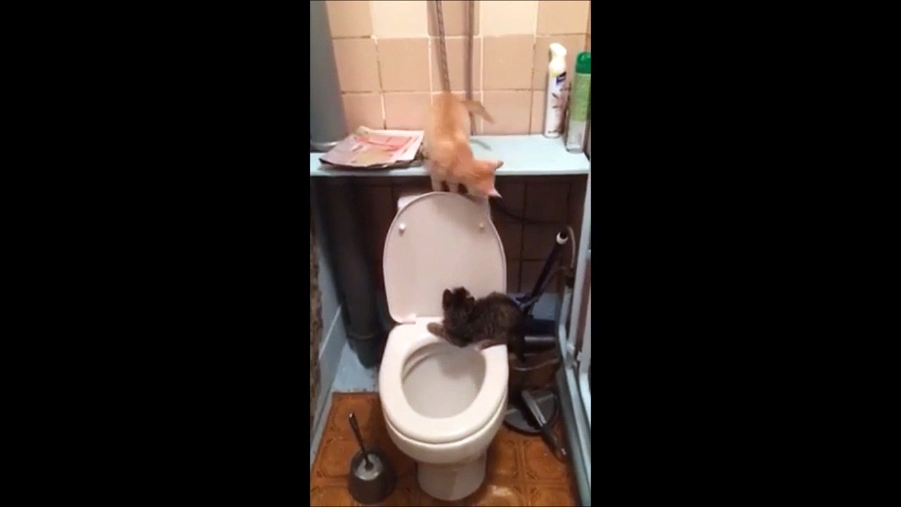 Le jeu était sympa jusqu'à ce qu'il tombe dans les chiottes! Pauvre chat