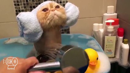 Des animaux qui adorent prendre leur bain - Best of Animals