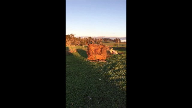 Un ballot de paille hanté qui bouge tout seul...