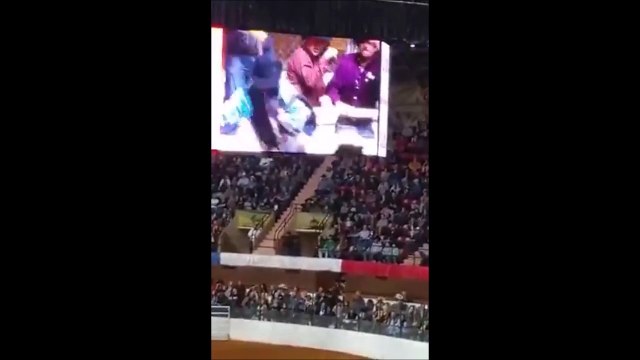 Ce cheval de rodéo se met KO tout seul!