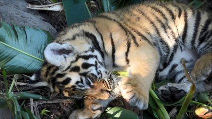 Salvador: des tigres du Bengale, 45 jours apres leur naissance