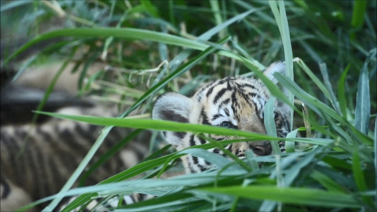 Salvador: des tigres du Bengale, 45 jours apres leur naissance