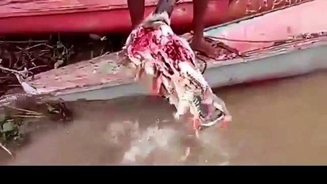 Des piranhas n’ont besoin que de quelques secondes pour dévorer une tête de taureau