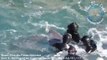 Des dauphins arrachés à leurs mères et abattu parce que c'est la tradition