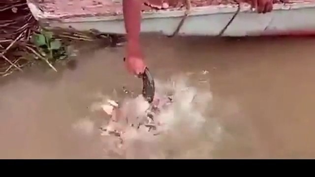 Des piranhas dévorent une tête de taureau en quelques secondes... Met pas la main!