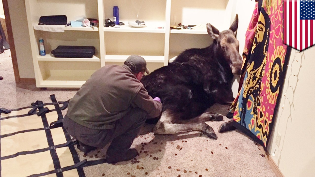 Unexpected animal friends: Moose poops everywhere after falling into Idaho family home - TomoNews