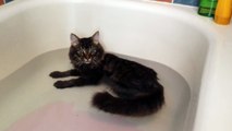 Ella llenó un poco la bañera, y cuando su gato se dio cuenta… NO PUEDO creer su reacción, ¡OMG!