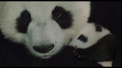 Nés en Chine - Bande-annonce Trailer - Disneynature documentaire [SD, 854x480p]