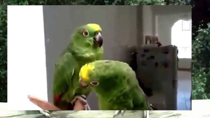 Дуэт Пьяные Попугаи Song drunks parrots Super funny