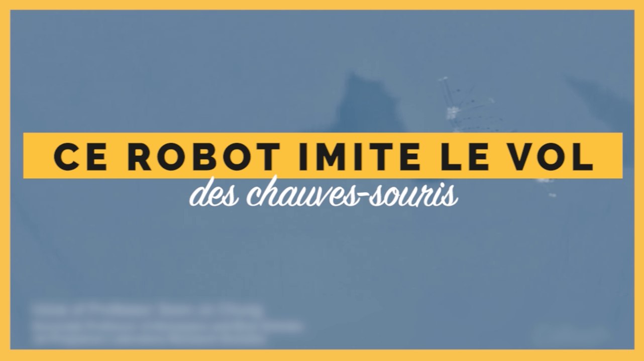 Ce robot volant imite les mouvements d'une chauve-souris