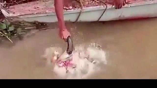 Des piranhas dévorent la tête d'un taureau en quelques secondes