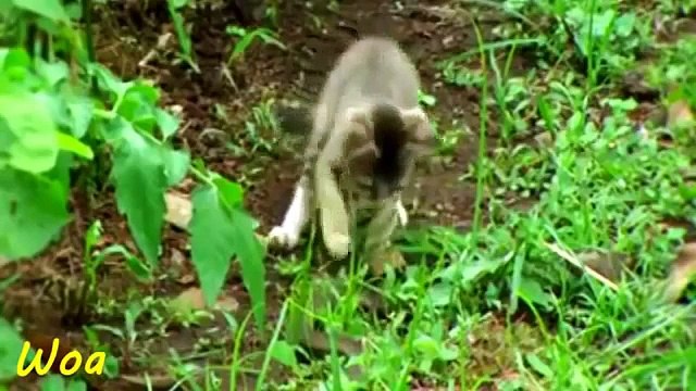 Amazing Cats Attack - Cobra Snake vs Cat fighting Live