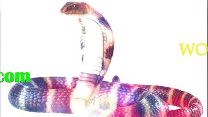 Can only be Motherhood  ! mother mouse vs snake, centipede to protect her babies