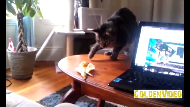 Приколы про котов и людей самые смешные: жадный кот [#5]