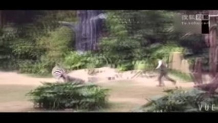 Zebra Bakıcısını Isırıp Metrelerce Sürükledi