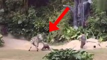 Zebra attacks man: zoo worker angers zebra and gets dragged around like a rag doll - TomoNews