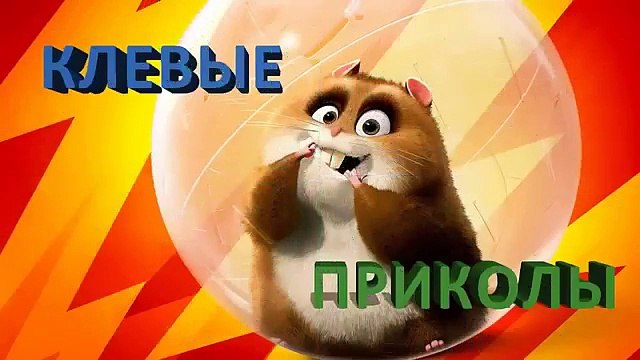 Приколы про животных видео приколы про котов и кошек 2016