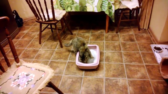 Кошки и люди Почему кошки откликаются на кис-кис