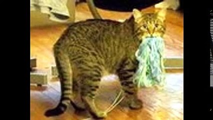 фото приколы с животными !