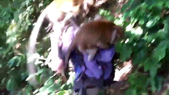 Playing Monkeys Funny Baby Monkeys [Funny Pets]