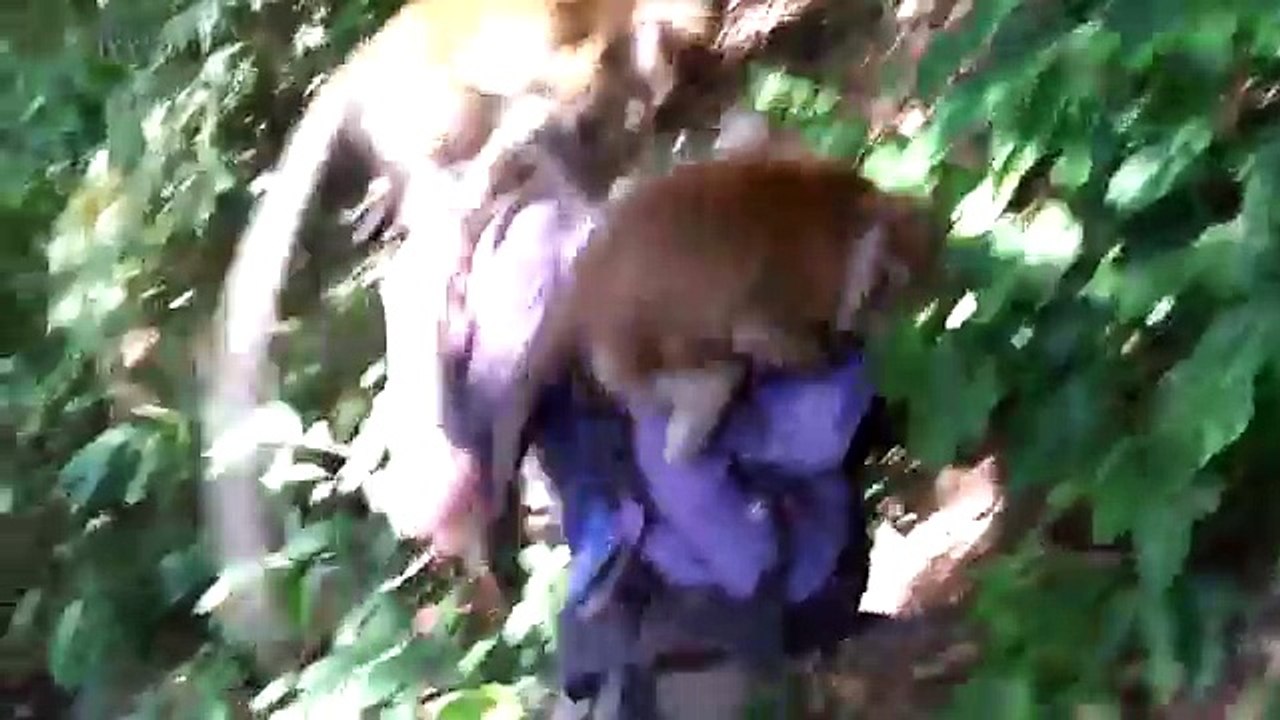 Playing Monkeys  Funny Baby Monkeys [Funny Pets]