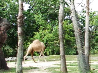 HEADless Camel