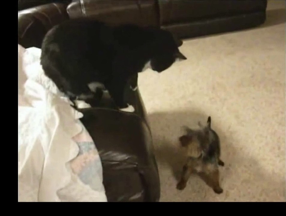 Most Funny Cats Compilation , verry verry funny animals, katzen