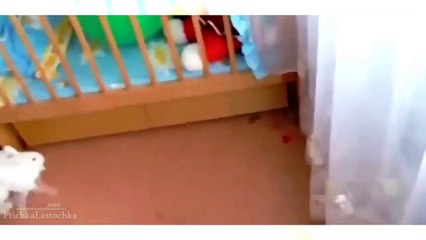 Verry Funny animals, funny pets, Animal Videos