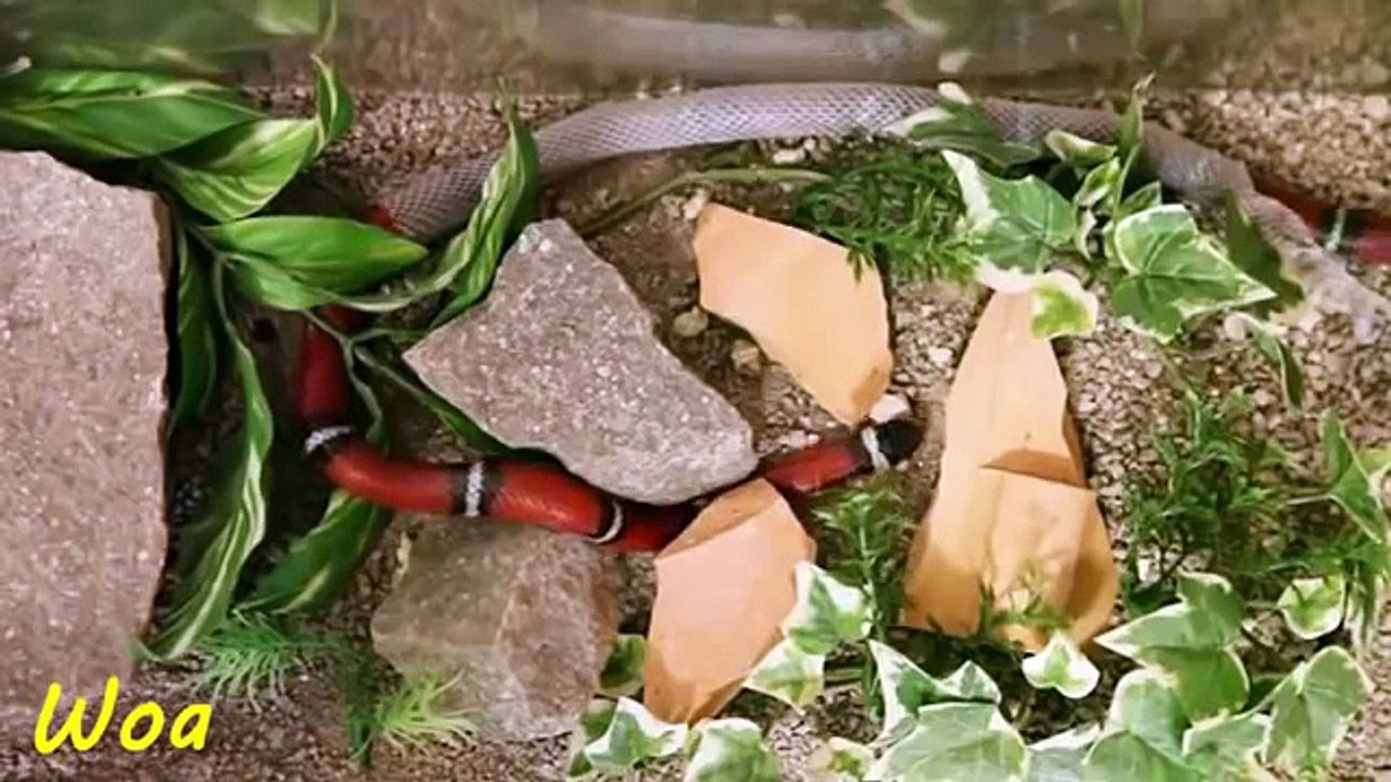 Corn Snake. King cobra shedding skin ☆ Snake Channel Tv